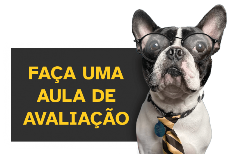 cão com oculos a pedir aula de avaliação