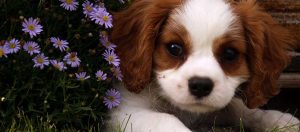 Cão fofo nas flores