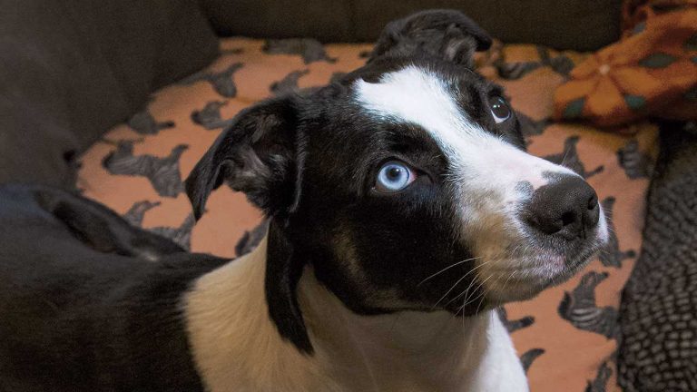 Cão deitado no sofá