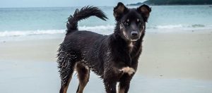 cão na praia