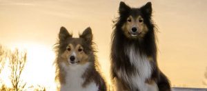 Cães sentados ao pôr-do-sol