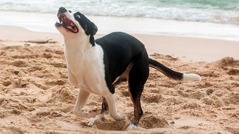 cadela a escavar na praia