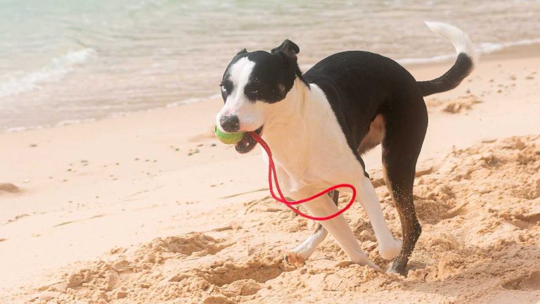 Cadela a correr na praia