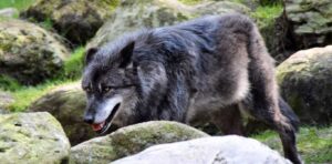Lobo no meio de rochas