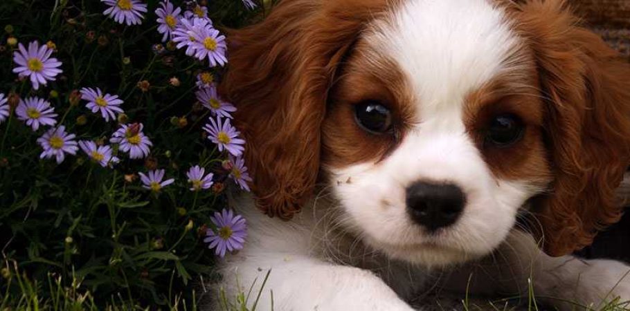 Cão fofo nas flores
