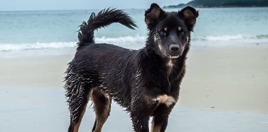 cão na praia