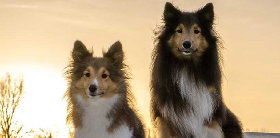 Cães sentados ao pôr-do-sol