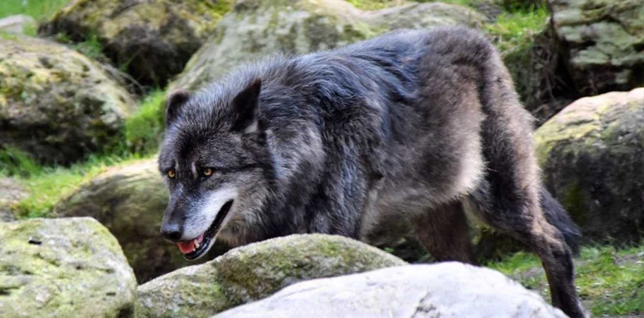 Lobo no meio de rochas