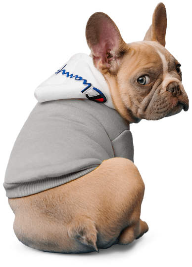 pug-trans2-min